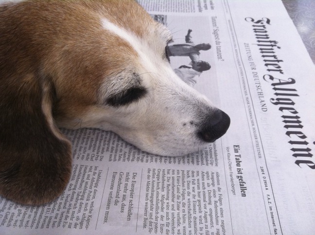 alt=“Der Mallorca-Hund Betty liebt die FAZ“